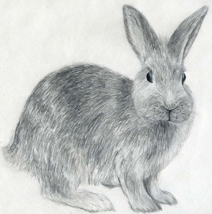 ako nakresliť zajac v ceruzke