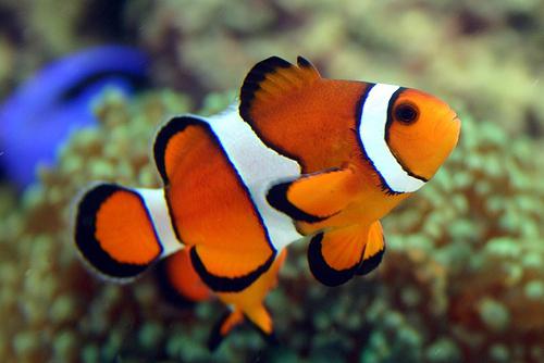 ryby klaun zaujímavé fakty